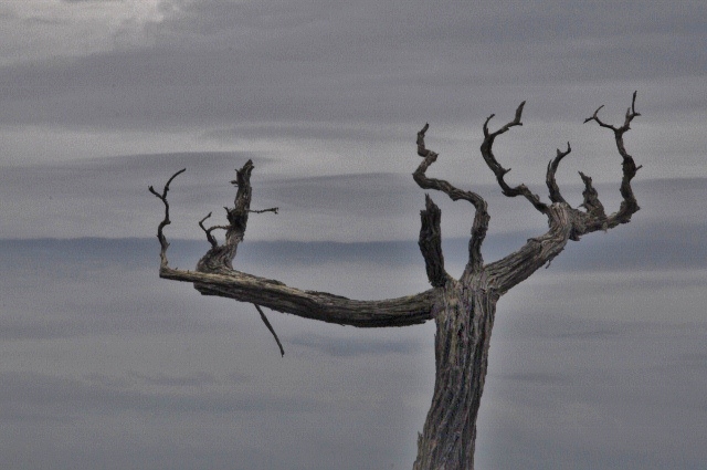 Ghost Tree